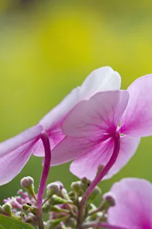 Hydrangena Makrophylla, Hydranga, Blätterhydung