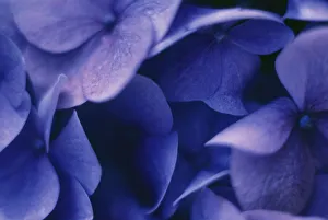 Blue Hydrangea Macrophylla Drucke: Hydrangea macrophylla Hydrangea Blue subject