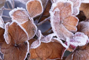 Hydrangea Macrophylla Drucke: Hydrangea macrophylla Hydrangea Brown subject Brown b/g