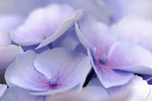 Hydrangea Macrophylla Drucke: Hydrangea macrophylla Hydrangea Mauve subject