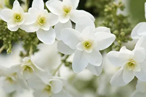Oakleaf Hydrangea Drucke: Hydrangea, Oakleaf hydrangea, Hydrangea quercifolia Pee Wee