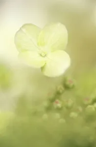 Hydrangena - Sorte nicht identifiziert Hydrangea Cremefarben