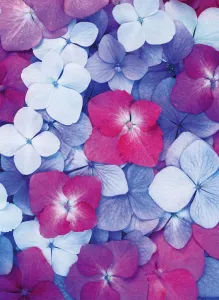 Aerial View Of Flowers Drucke: Hydrangea - variety not identified Hydrangea Purple subject