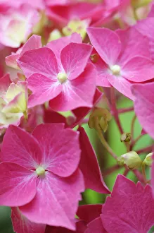 Bilder Datiert 2015 August: Hydrangea Westfalen, Hydrangea, Hydrangeamacrophyllawestfal