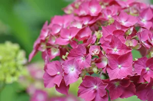 Bilder Datiert 2015 August: Hydrangeasträucher von Westfalen, Hydrangeae, Hydrangaea macrophyllus von Westfalen