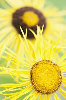 Inula Helenium Drucke: incula oculus-christi?
