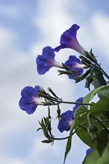 Ipomoea
