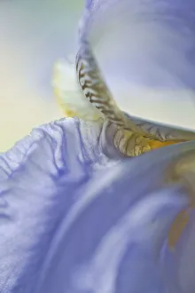 Bearded Iris Drucke: Iris, Bearded iris