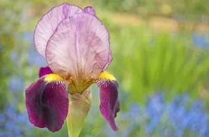 Iris, Bart Iris, Iris