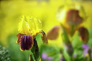 Ichneu, Bartwickeleder-Nelkenblume , Nelkenraja, Ein einzelnes Blütenwerk mit gelben aufrechten Petalen