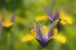 Small Flowering Plants Drucke: Iris danfordiae Iris - Dwarf iris