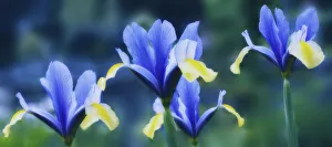Dwarf Iris Drucke: Iris danfordiae Iris - Dwarf iris Blue subject