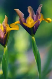 Ichneuthele iridifolia - Zwerg-Ornithogalum Gelb-Gelber Stamm