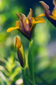Dwarf Iris Drucke: Iris danfordiae Iris - Dwarf iris Orange subject