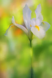 Iris danfordiae ist eine Zwergiris, die weiß gefärbt ist.