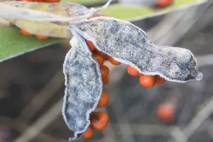 Iris foetidissima ist die Orangensubstanz der Iris.
