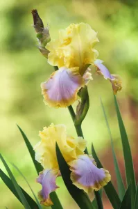 Spring Flowering Bulbs Drucke: iris germanica enchanted one, iris, bearded iris, yellow subject