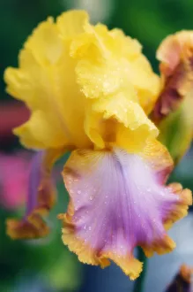 Iris germanica ist die sogenannte Bärtige Irise, eine Orangefarbene Blüte.