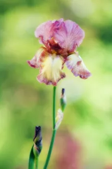 Bearded Iris Drucke: Iris germanica Iris - Bearded iris Pink subject