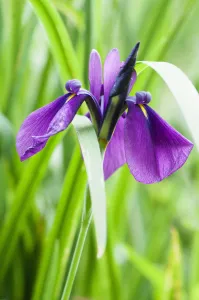 Purple Iris Flowers Drucke: Iris, Iris ensata Rose Queen