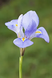 Blue Iris Flowers Drucke: iris, iris unguicularis