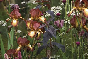 Herbaceous Border Flowers Drucke: Iris Kent pride Iris Brown subject