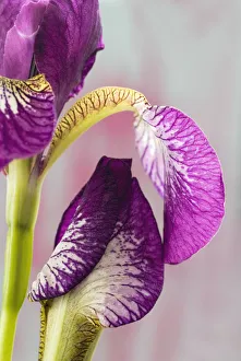 Purple Iris Flower Drucke: Iris sibirica Eric the Red Iris Purple subject