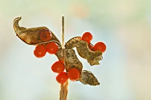 Medicinal Herb Plants Drucke: Iris, Stinking iris, Iris foetidissima