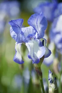 Ich habe eine blau und weiße Blume; Die Beinbeute ist 60 cm hoch