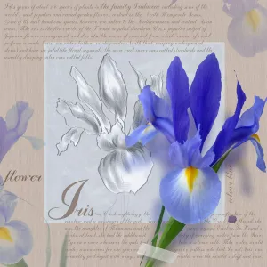 Blue Iris Flowers Drucke: Iris - variety not identified Iris Blue b/g