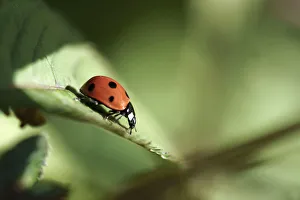 Bilder Datiert 2014 September: Schmetterling auf Blatt