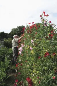 Lathyrus odoratus - Varietät nicht identifiziert Süßpea Rotfarbenes Thema