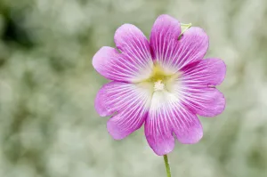 lavatera