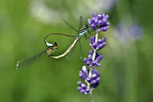 Culinary Herb Images Drucke: Lavender and Dragonflies