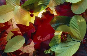Colourful Autumn Foliage Drucke: leaf, leaf