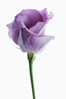 Bilder Datiert 2013 Februar: Lisianthus und Eustoma