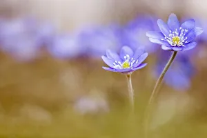 Colourful Nature Photography Drucke: Liverwort, Hepatica Forest Blue