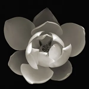 Magnolia Flower Drucke: Magnolia
