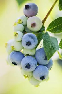 Blueberry Flower Drucke: MAM_0060