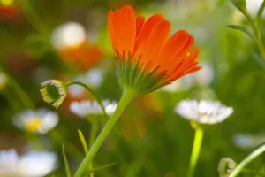 Marigold, Calendula officinalis, orange gefärbte Blüten wachsen außen