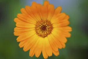 Marigold, Calendula officinalis, Nahblick auf die orangefarbene Blüte im Freien