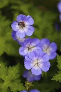 Bilder Datiert 2018 März: Wiesenkransbeere, Geranium pratense, Blüten mit mauverer Farbe wachsen außerhalb