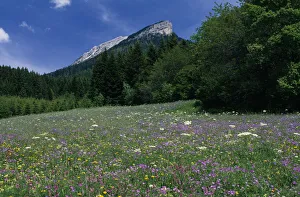 Sunny Meadow Scene Drucke: meadow, flower