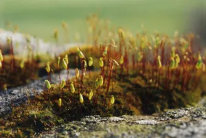 Wildflower Close Up Shots Drucke: Moss