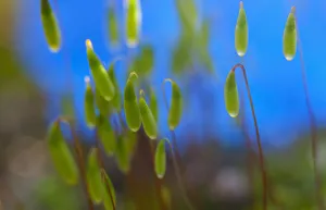 Botanical Macro Photography Drucke: Moss, Close up detail of the foliage