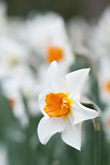 Narcissus Flower Drucke: narcissus