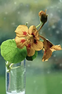 Nasturtium Flower Drucke: Nasturtium