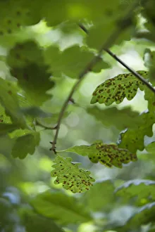 Spring Flowering Trees Drucke: Oak, Quercus robur