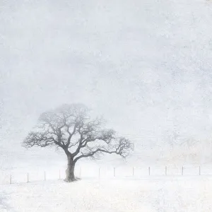 Eiche, Quercus robur
