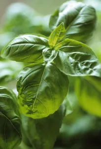 Green Leaves Drucke: Ocimum basilicum Basil